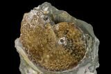 Fossil Sphenodiscus Ammonite - South Dakota #131219-1